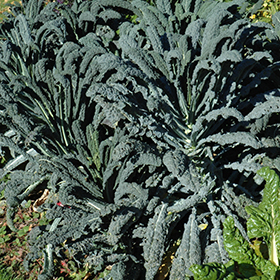 Plant Photo 8
