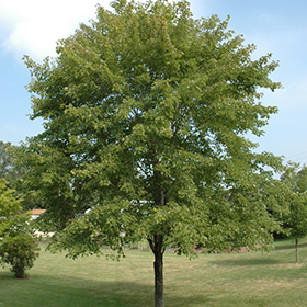 Tree Photo