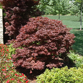 Japanese Maple Photo