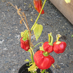 Plant Photo 7