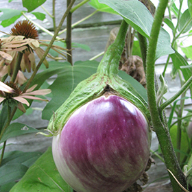Plant Photo 2