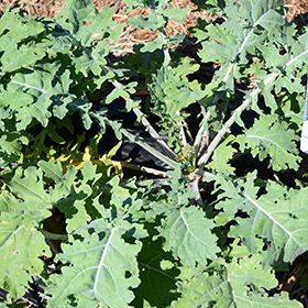 Plant Photo 3