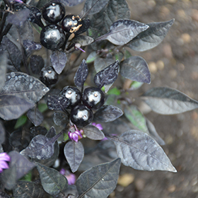 Plant Photo 4