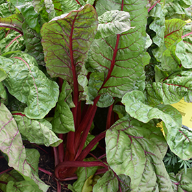 Plant Photo 1