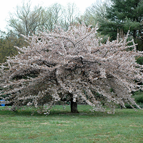 Ornamental Tree Photo