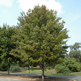 Shade Tree Photo