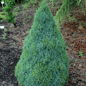 Dwarf Conifer Photo