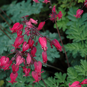Plant Photo 5
