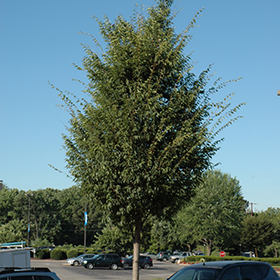 Deciduous Tree Photo