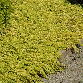 Ground Cover Photo