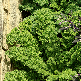 Plant Photo 4