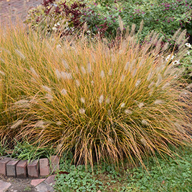 Ornamental Grass Photo