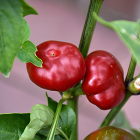 Plant Photo 1