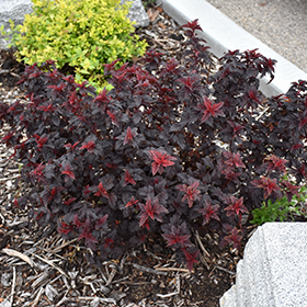 Plant Photo 2