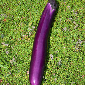 Plant Photo 1