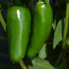 Plant Photo 3