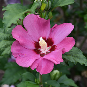 Plant Photo 2
