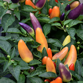 Plant Photo 6