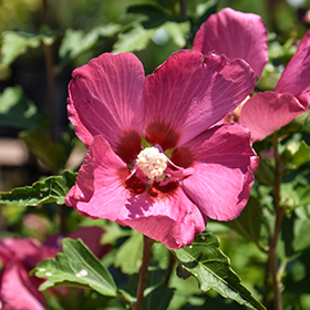 Plant Photo 1
