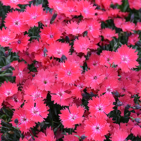 Plant Photo 3